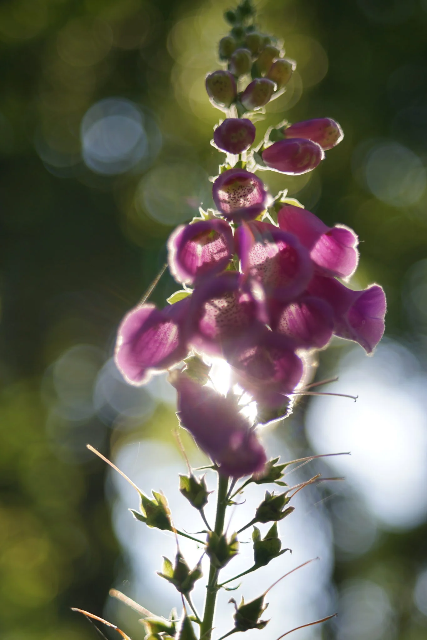 Foxglove