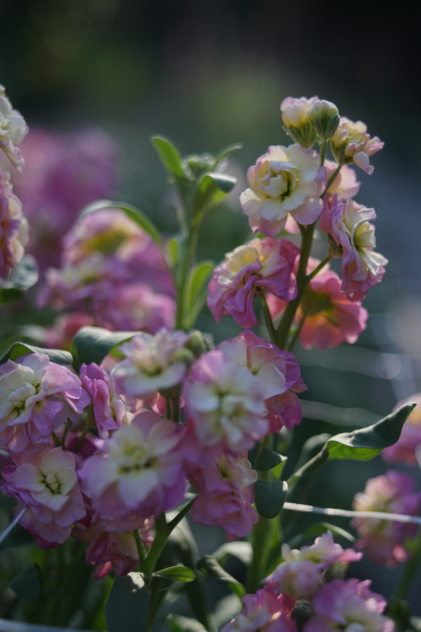 Pink and yellow blushed Evening Scented Stock