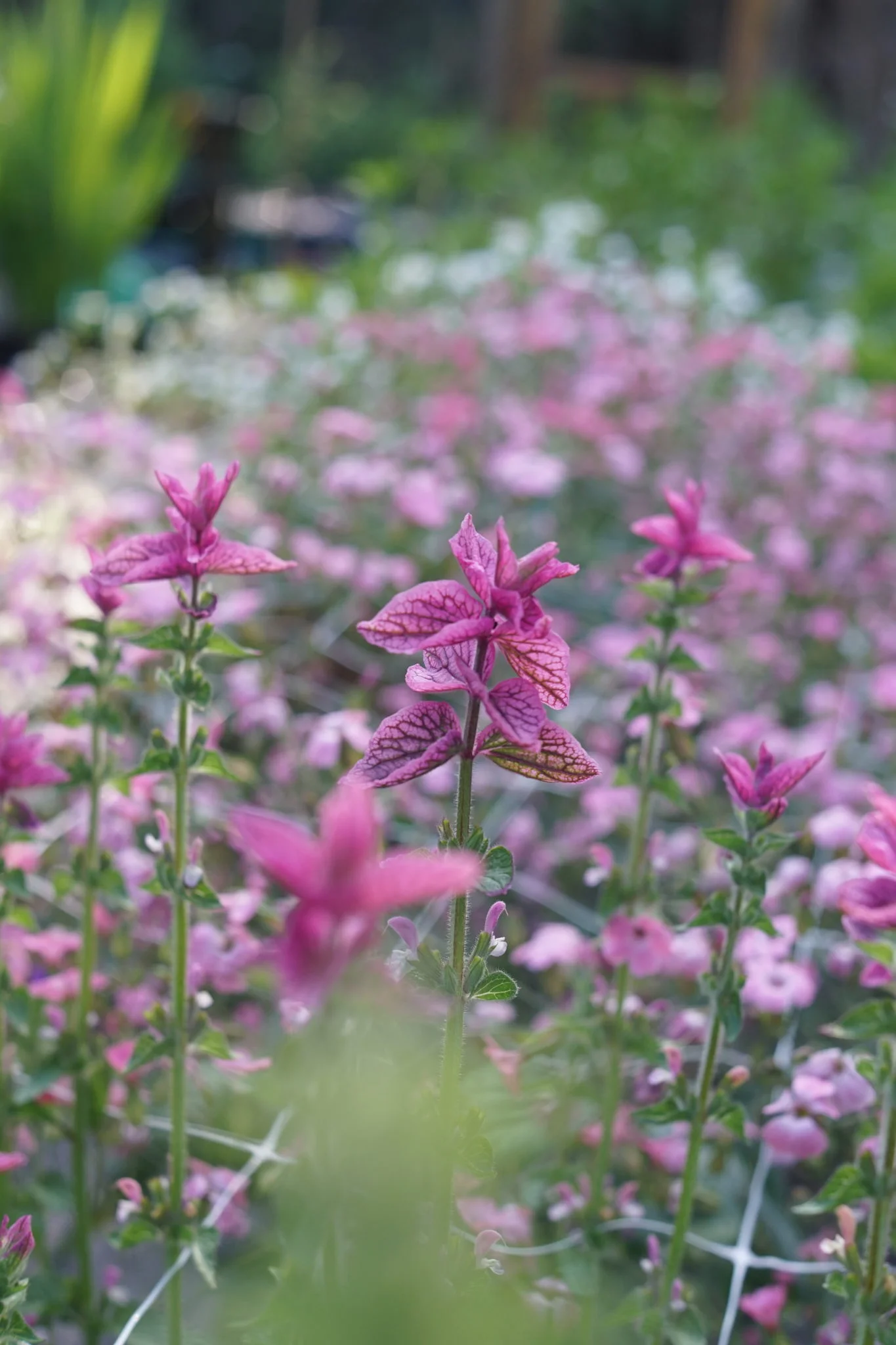 Salvia