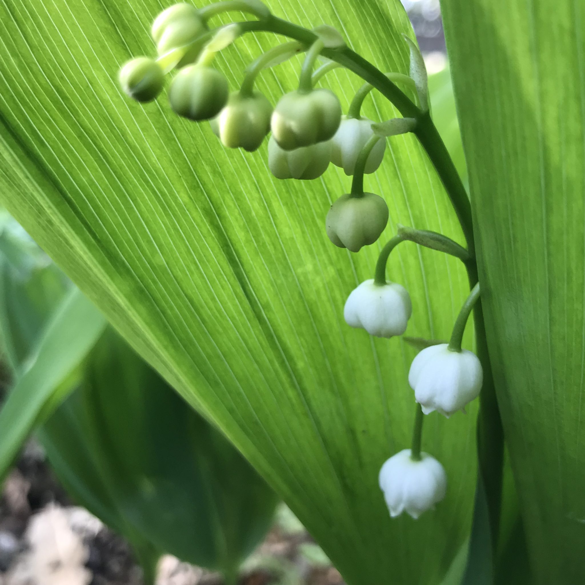 Lily of the Valley