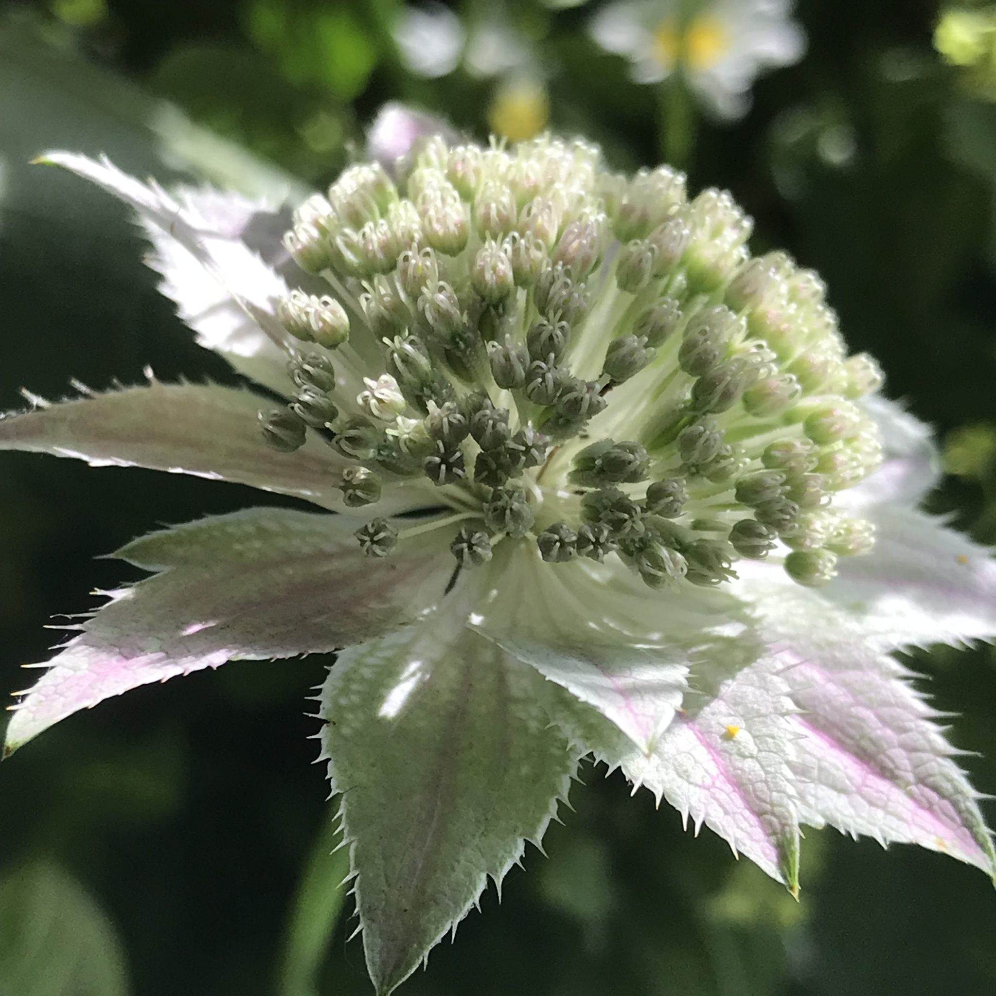 Astrantia