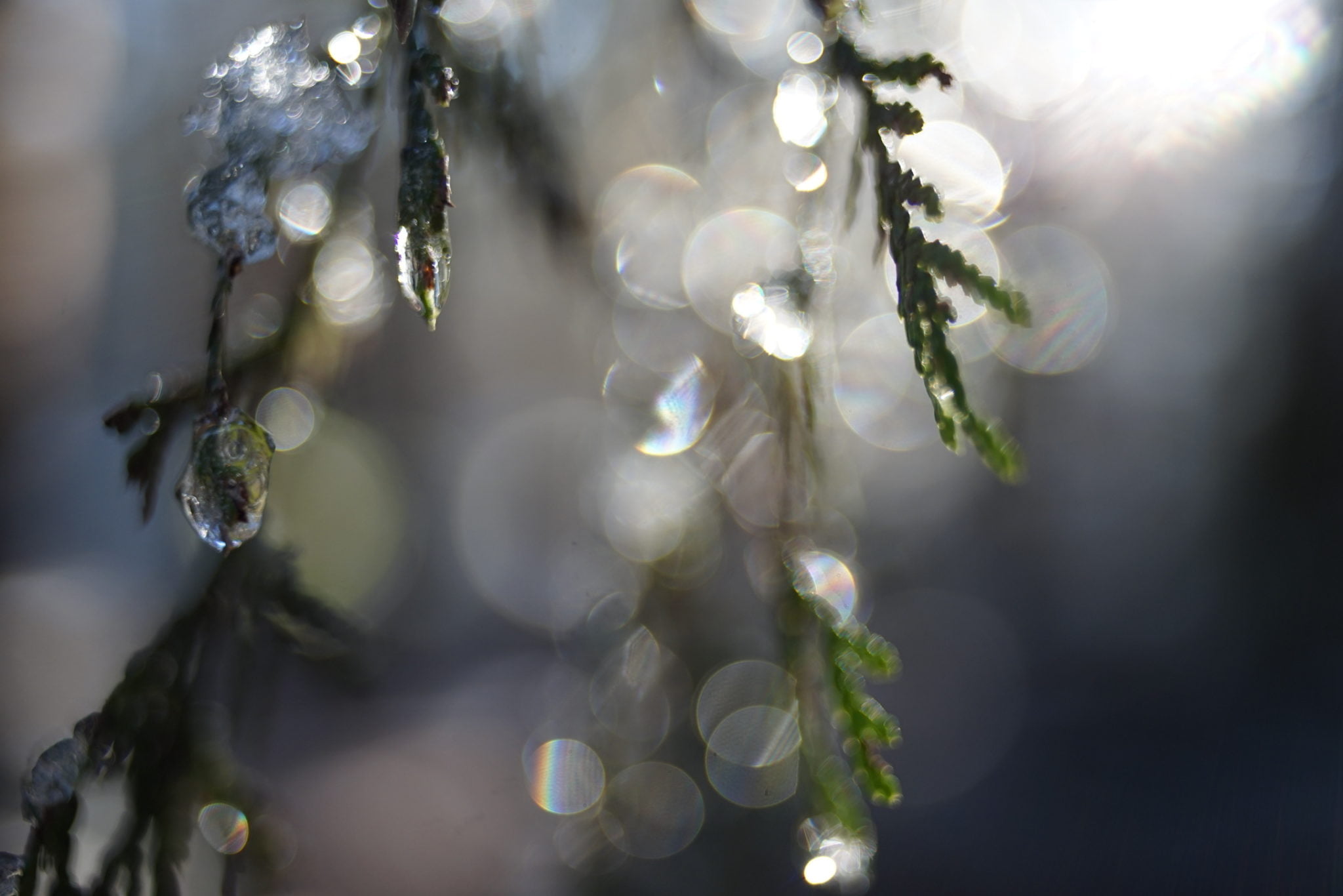 Winter flowers