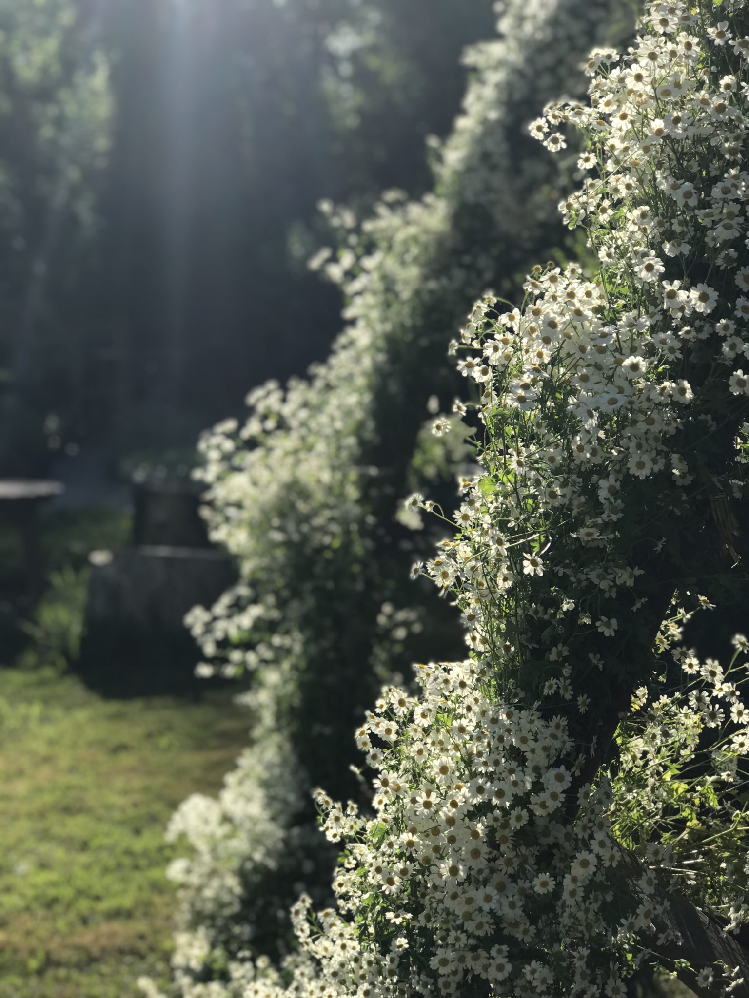 Moon Gate Flower Arch