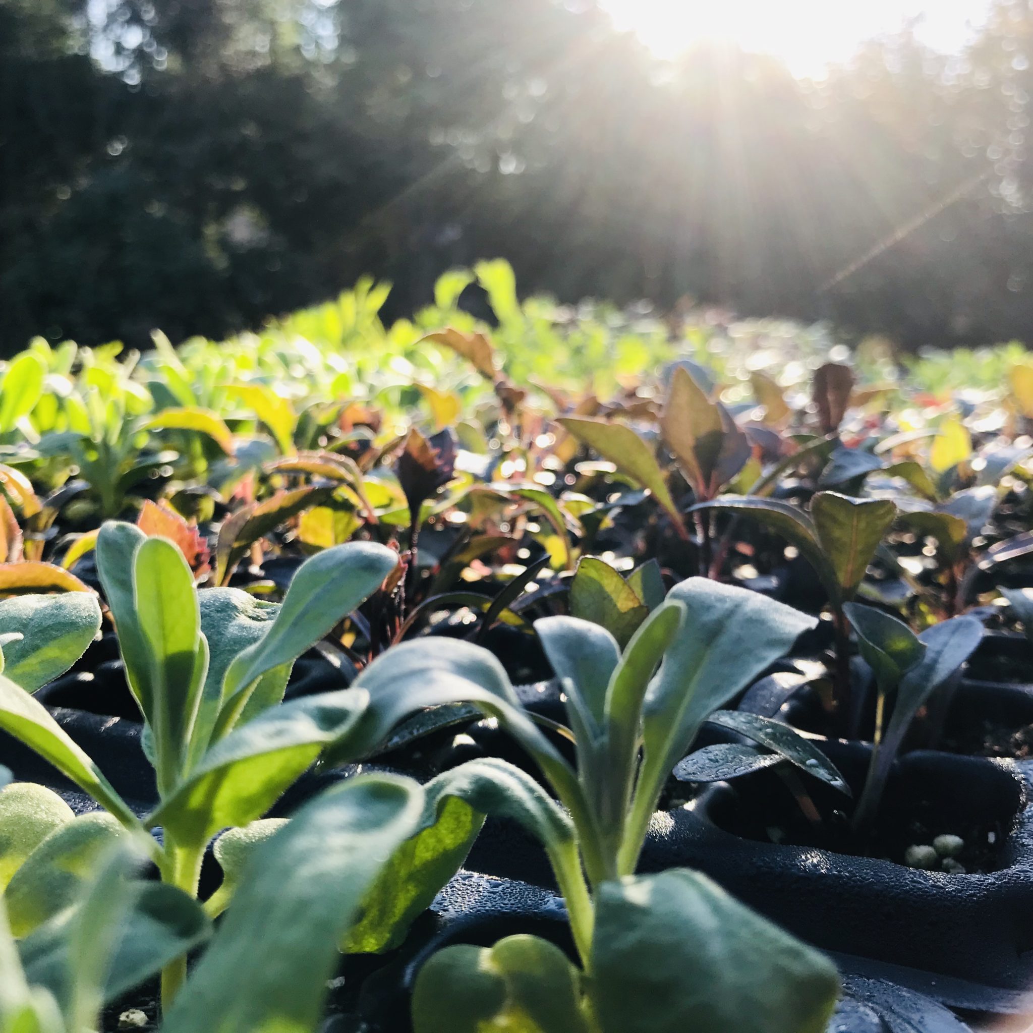 Seedlings Seedlings