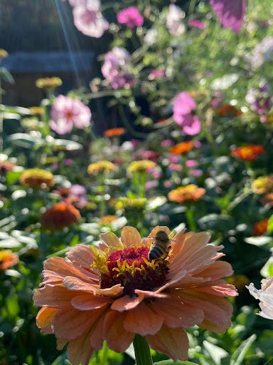 Bee visits a Zinnia flower