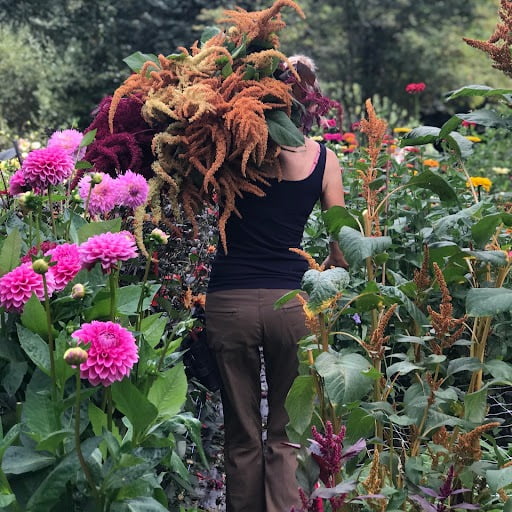 Floral Designer Lexi Richards harvesting flowers