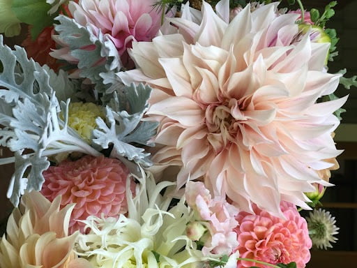 Dahlias