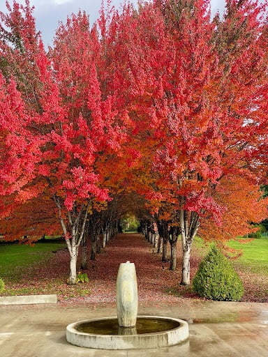 Avenue of autumn trees