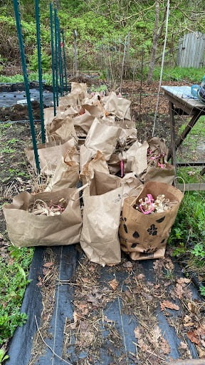 Dahlia tubers, dug up and grouped in large paper bags.