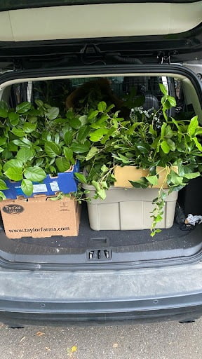 Trunk of SUV filled with boxes of twiggage