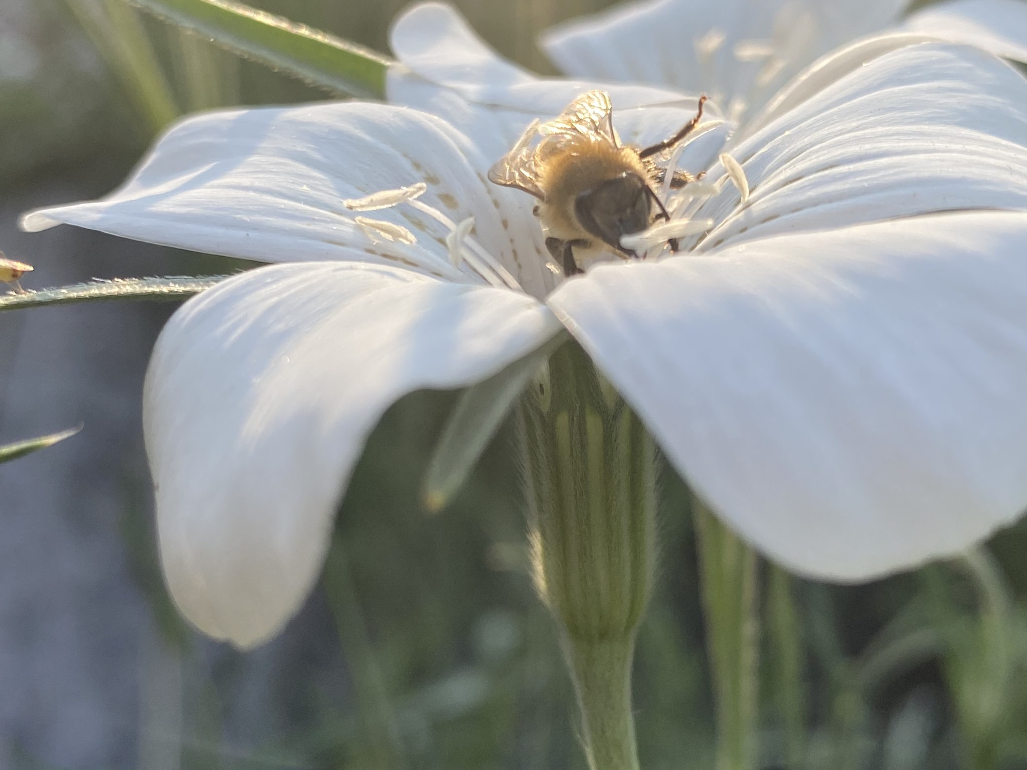 Bee on a flower