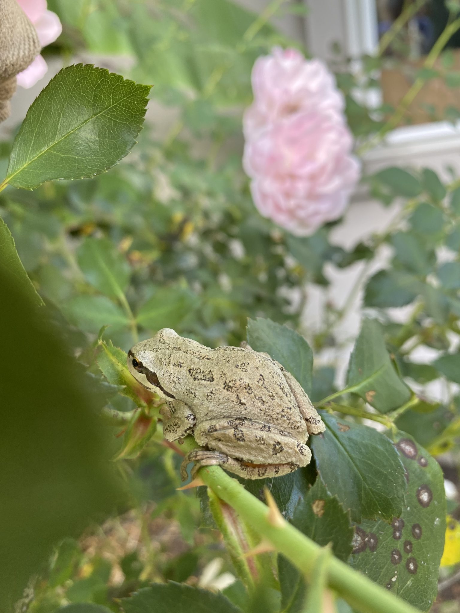 Frog perched on a flower stem in the field.