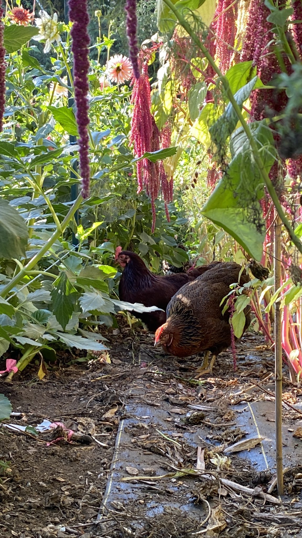 Hens in the flower field