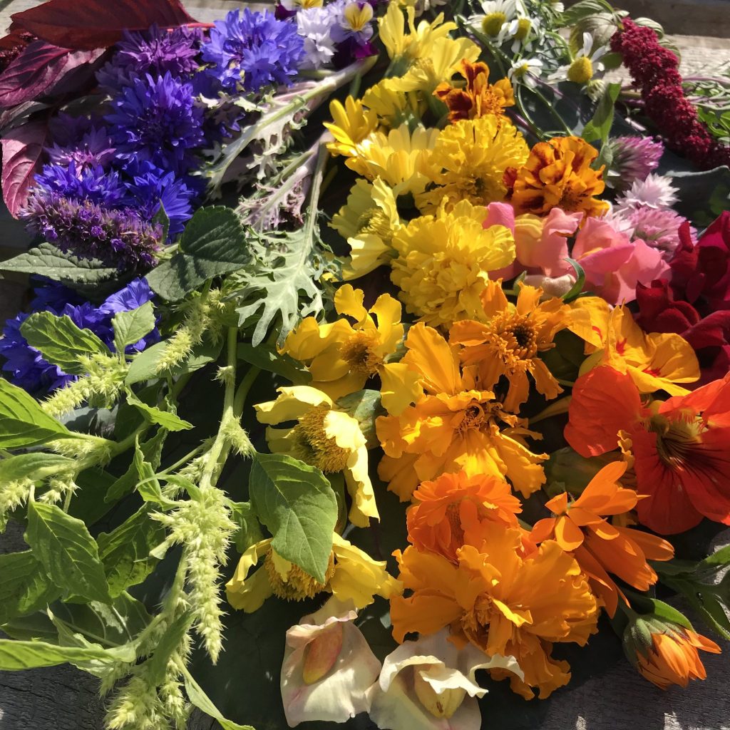 Flowers spread in rainbow colours