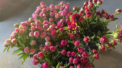 Buckets full of peonies ready to bloom