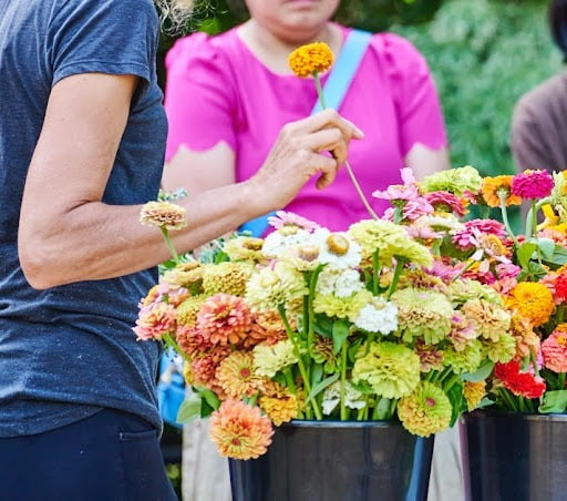 Two women gather around buckets of Zinnia flowers