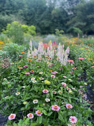 Zinnias growing in a row on a flower farm