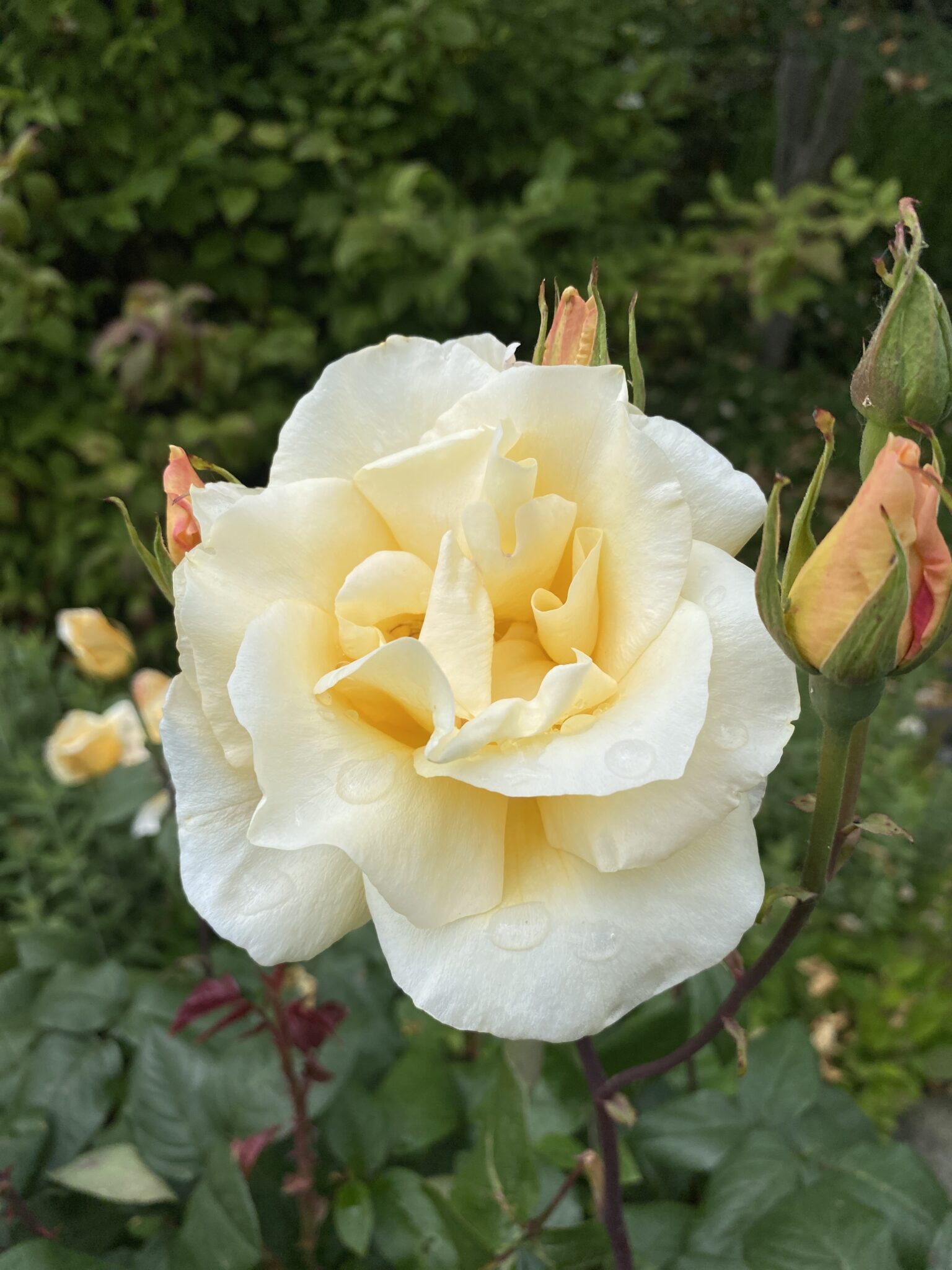 Close up of a Yellow Rose with dewdrops