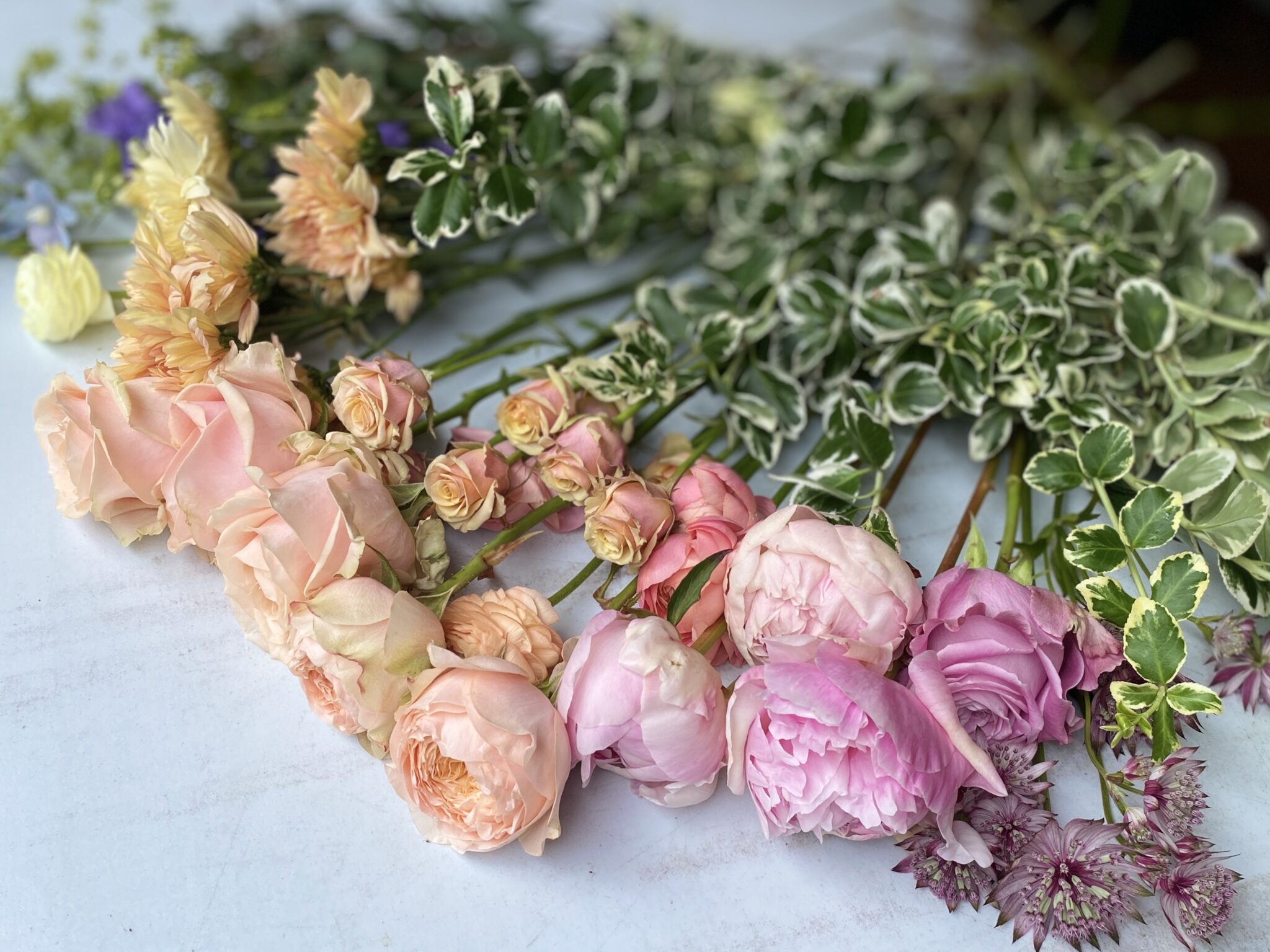 Pink and apricot coloured Ranunculus Flowers lay on a white surface. 